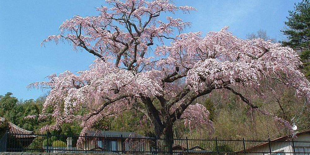 推定樹齢300年のしだれ桜