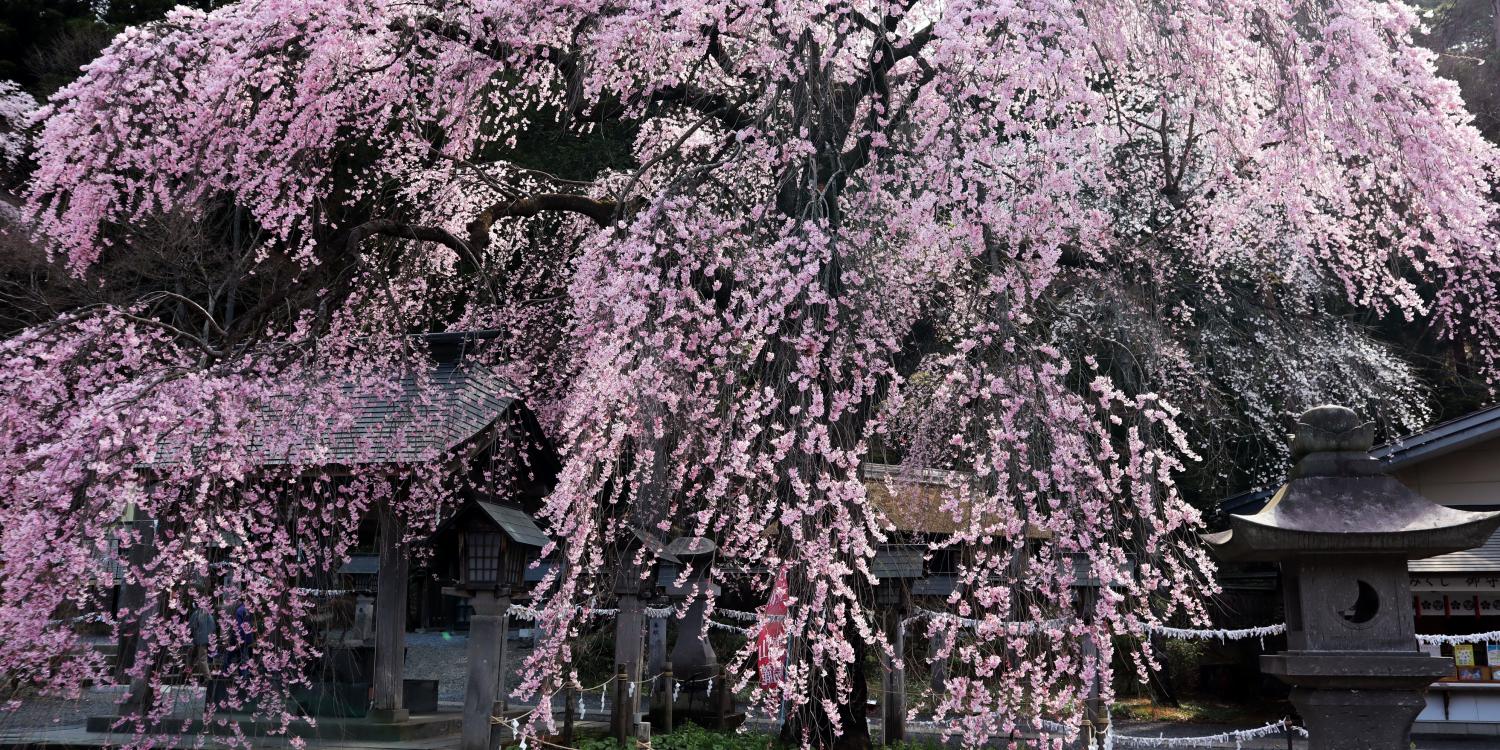樹齢約200年とされる「楽翁桜」