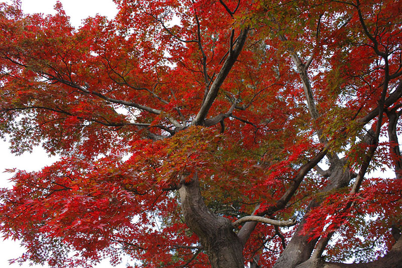 No.7234翠ヶ丘公園 (須賀川市)(観光フォトライブラリ) 法人・教育・団体・メディアの皆様向け「ふくしまの旅」