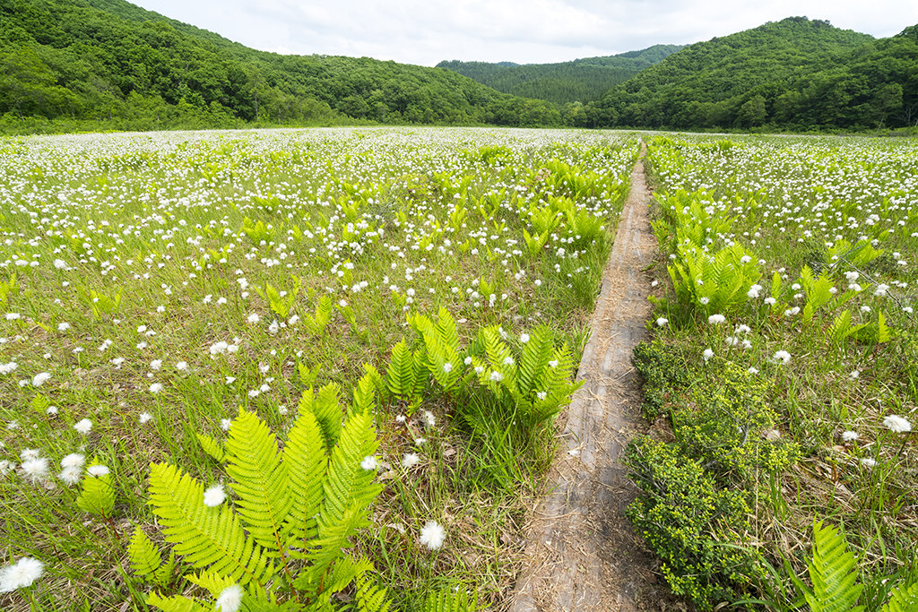 No.17779宮床湿原(ワタスゲ) (南会津町)(観光フォトライブラリ) 法人・教育・団体・メディアの皆様向け「ふくしまの旅」