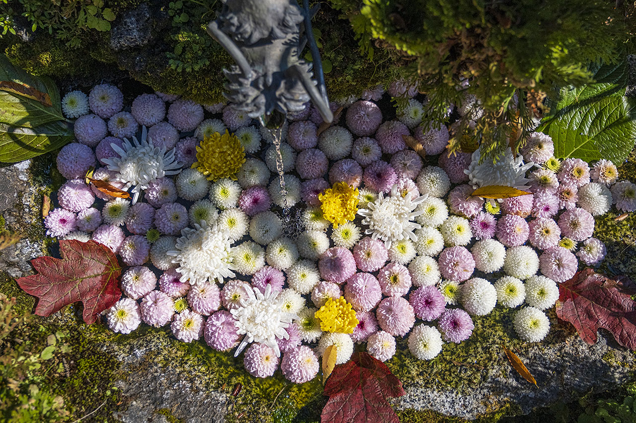 高林寺（菊手水）