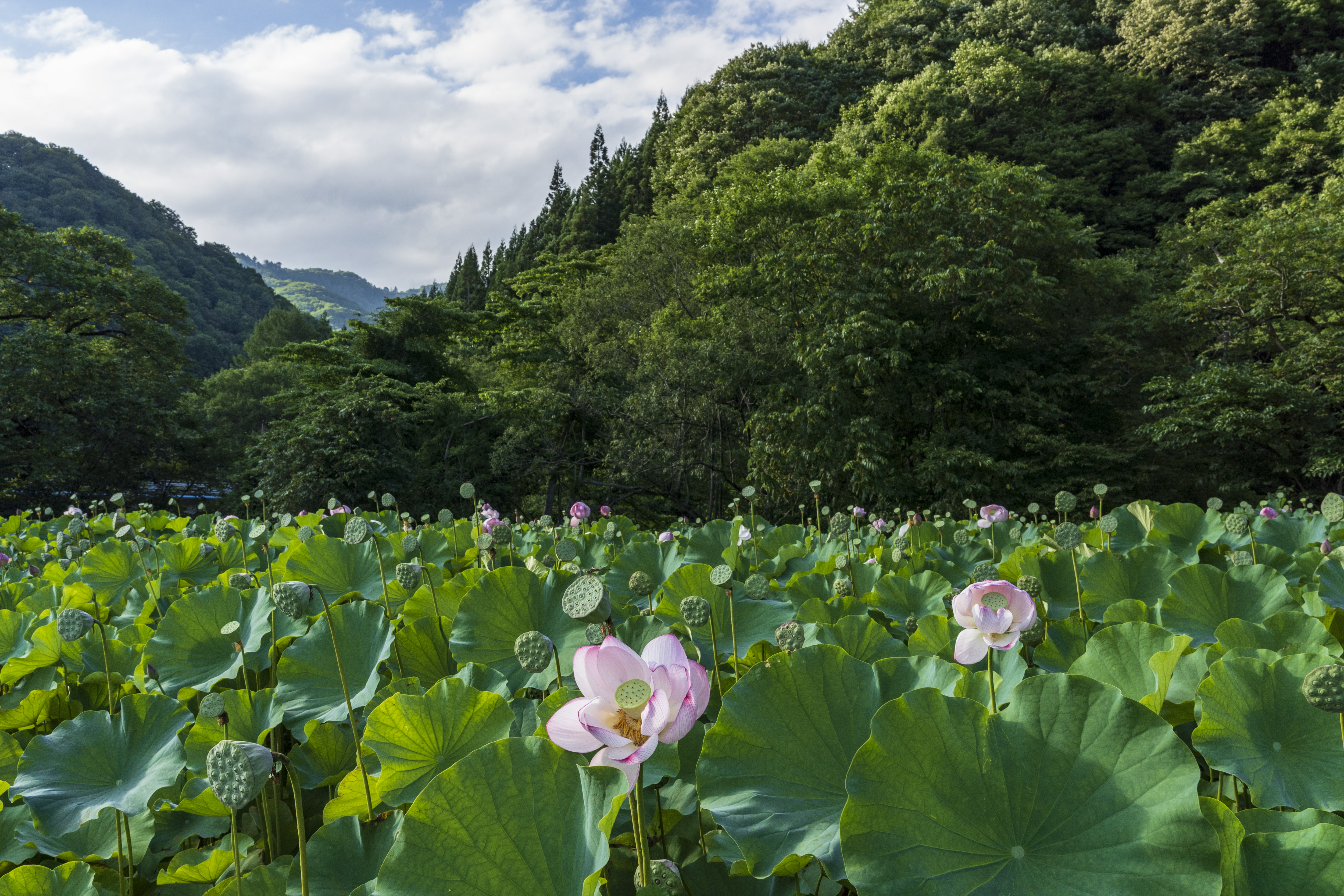 耻風の蓮の花