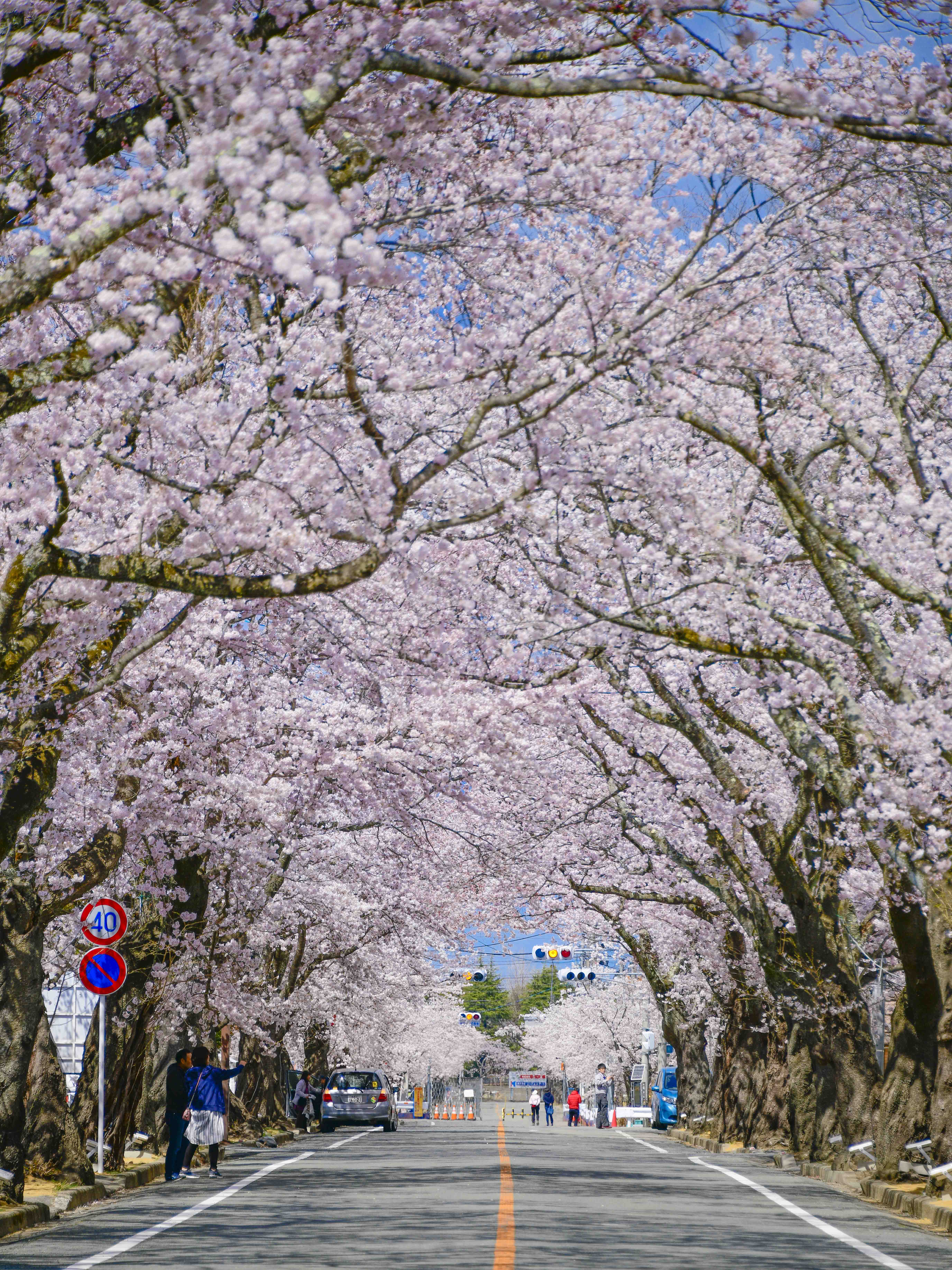 夜ノ森の桜トンネル