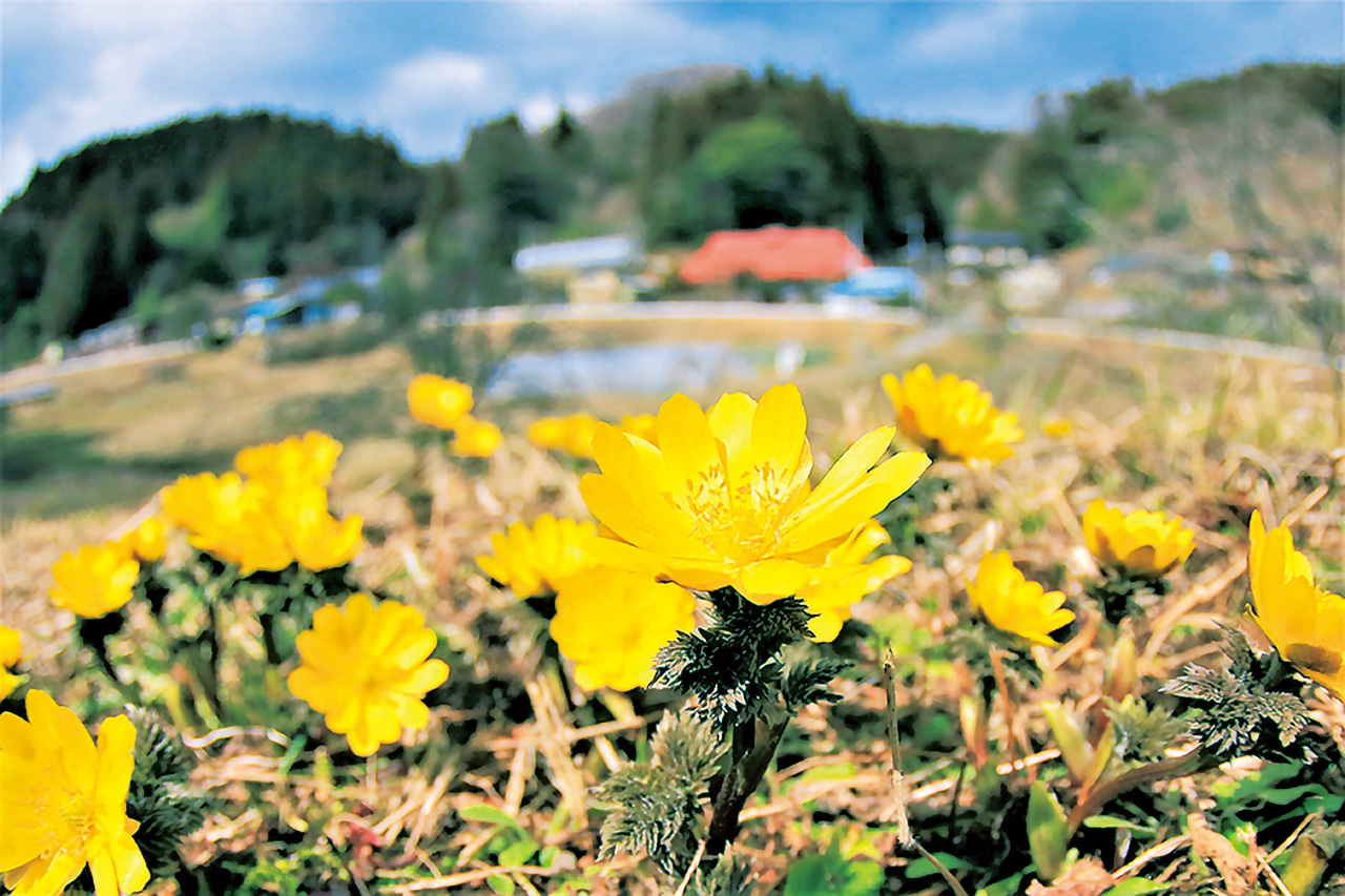 戸倉地区の福寿草 県南 鮫川村 花の王国ふくしま