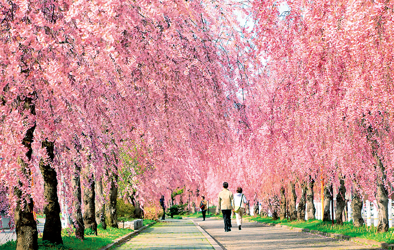 日中線しだれ桜並木 会津 喜多方市 花の王国ふくしま