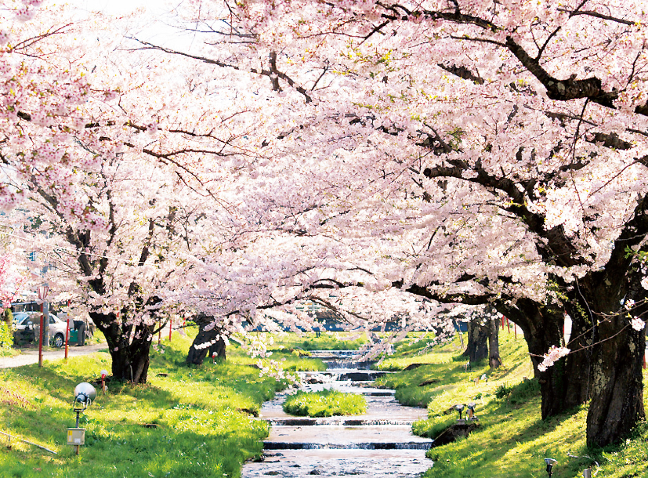 観音寺川の桜並木 会津 猪苗代町 花の王国ふくしま