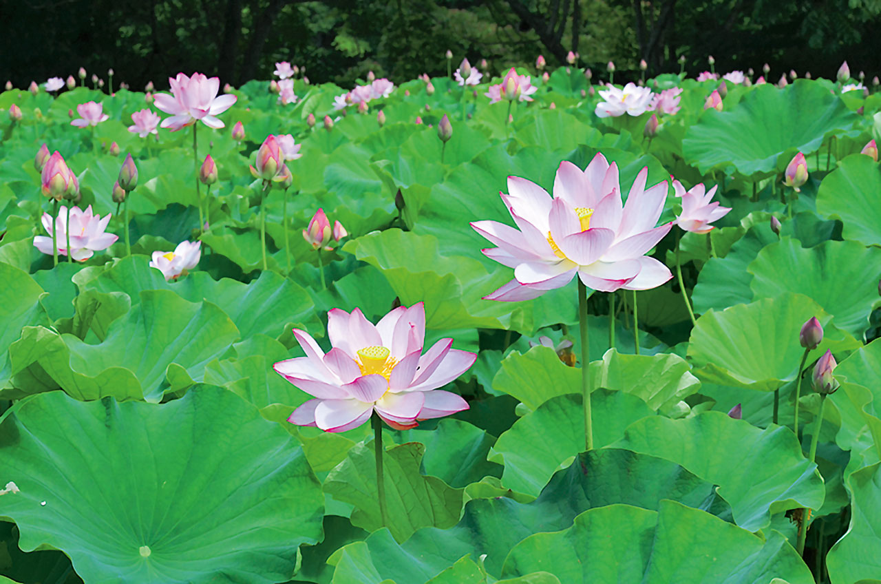 耻風の蓮の花 南会津 南会津町 花の王国ふくしま