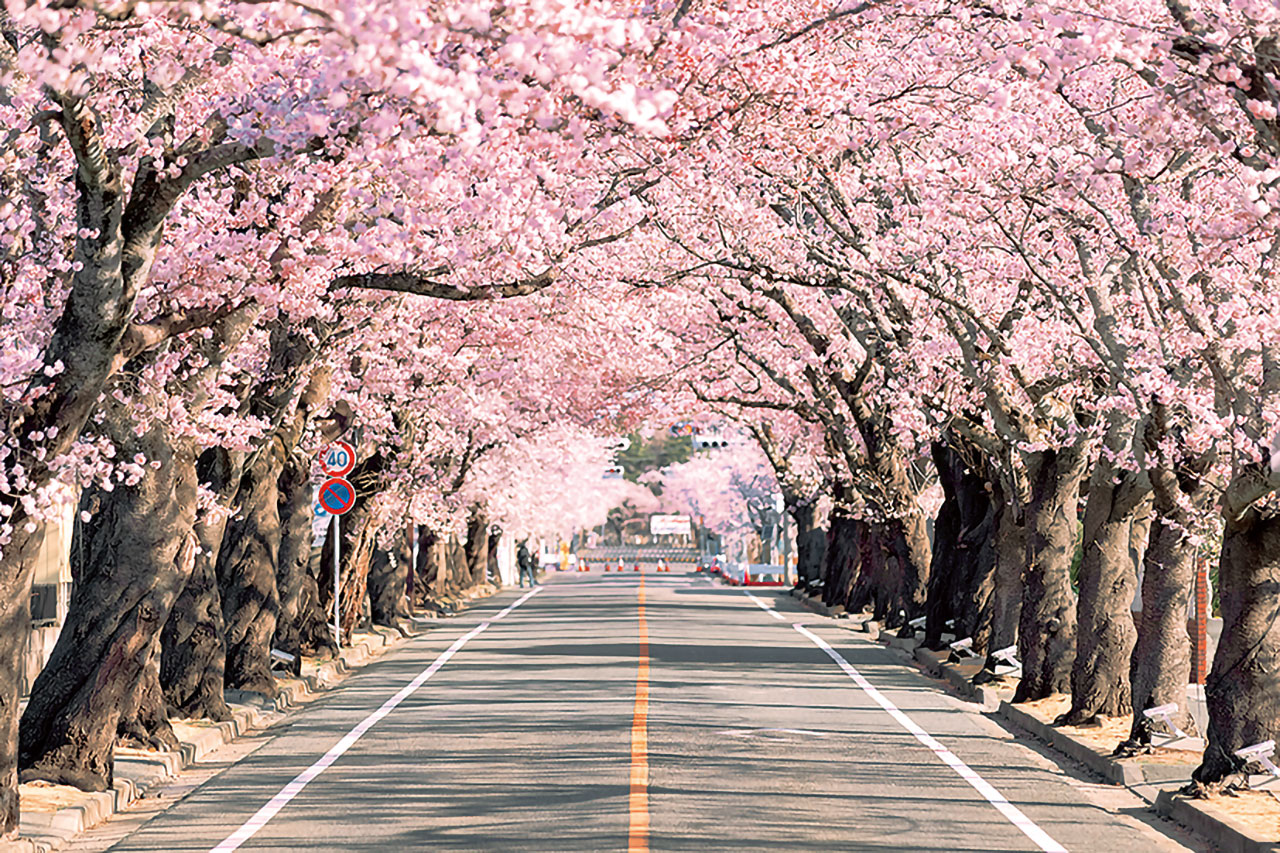 夜の森桜トンネル 相双 富岡町 花の王国ふくしま