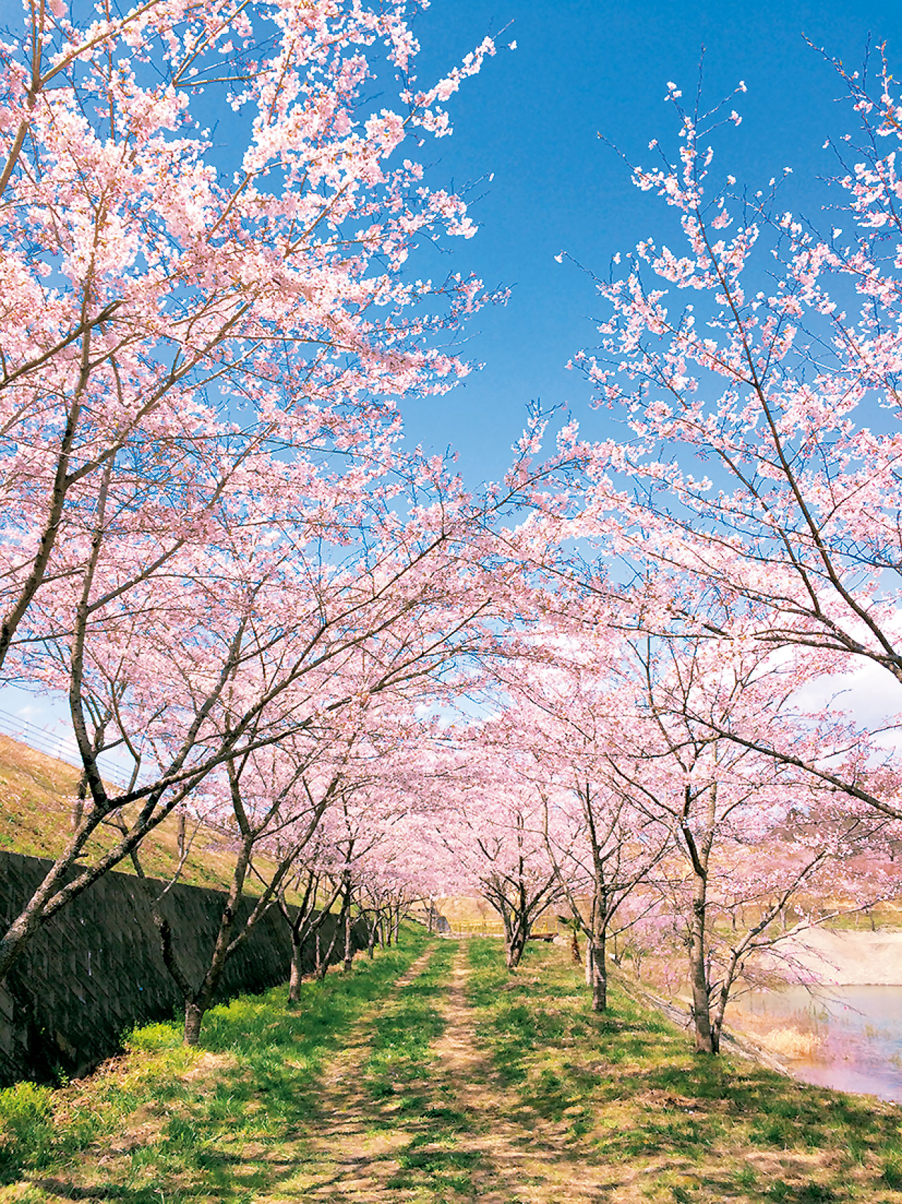 右近清水の桜 相双 新地町 花の王国ふくしま 右近清水の桜 相双 新地町 花の王国ふくしま