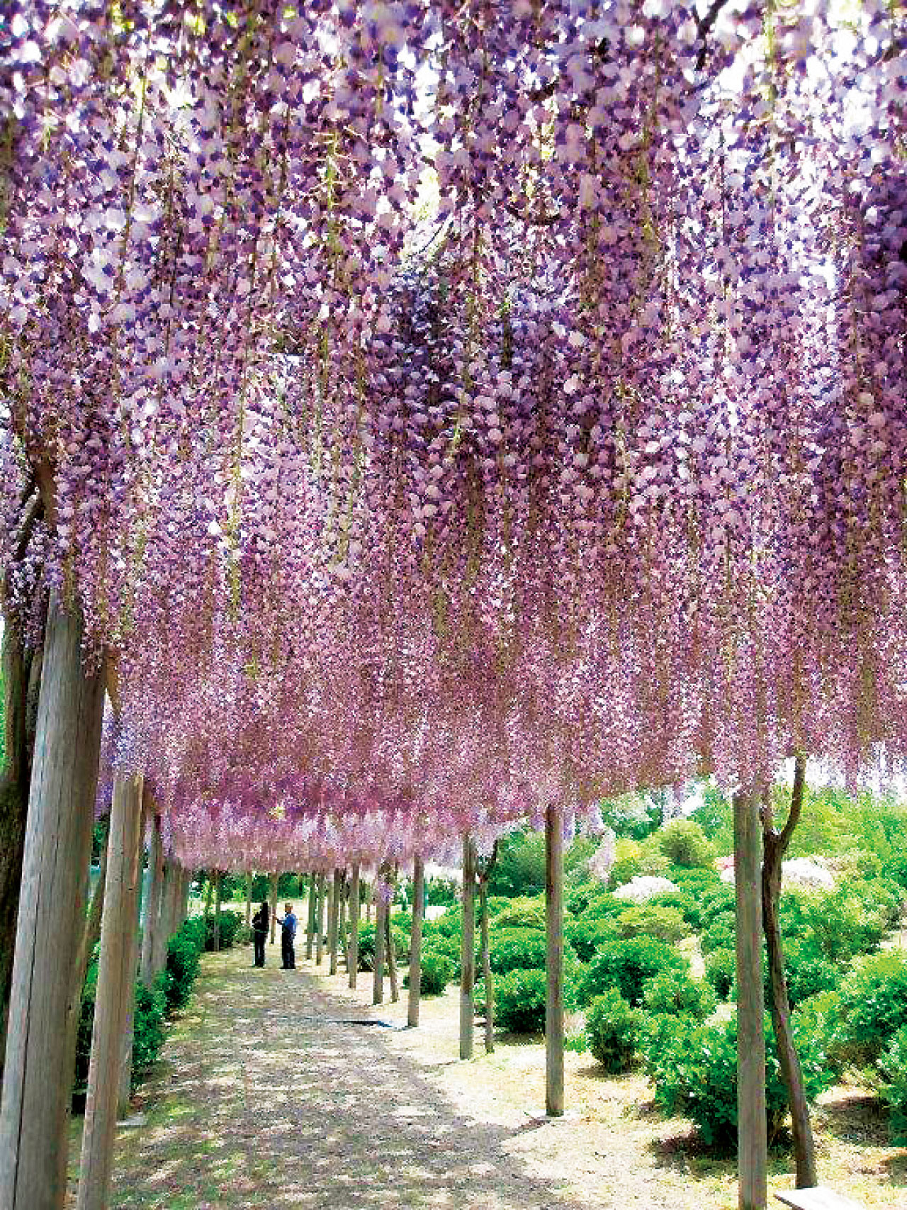 高野花見山 いわき いわき市 花の王国ふくしま