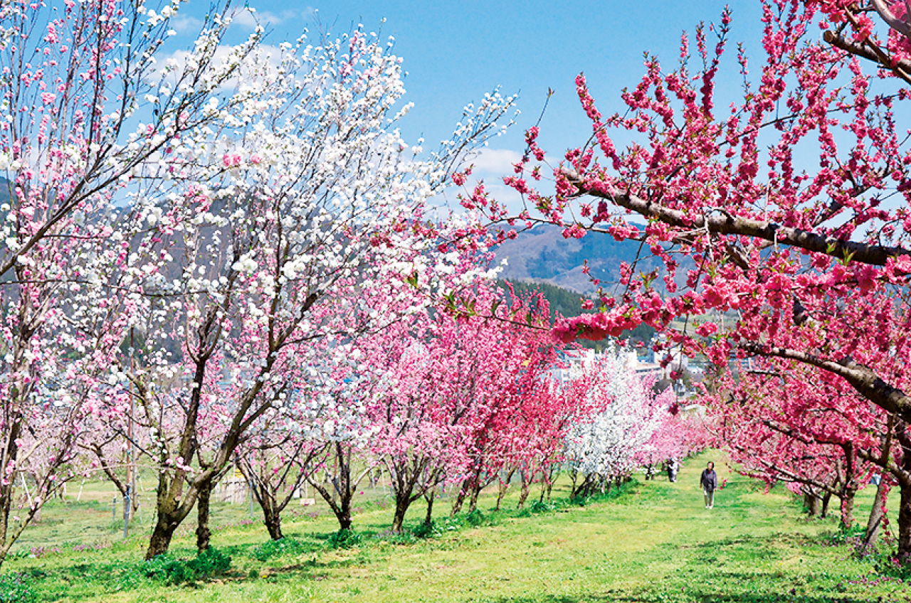 飯坂温泉ももの里 県北 福島市 花の王国ふくしま