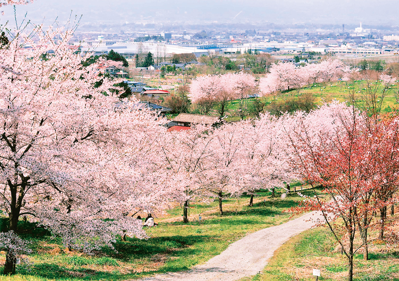 紅屋峠の千本桜 県北 伊達市 花の王国ふくしま