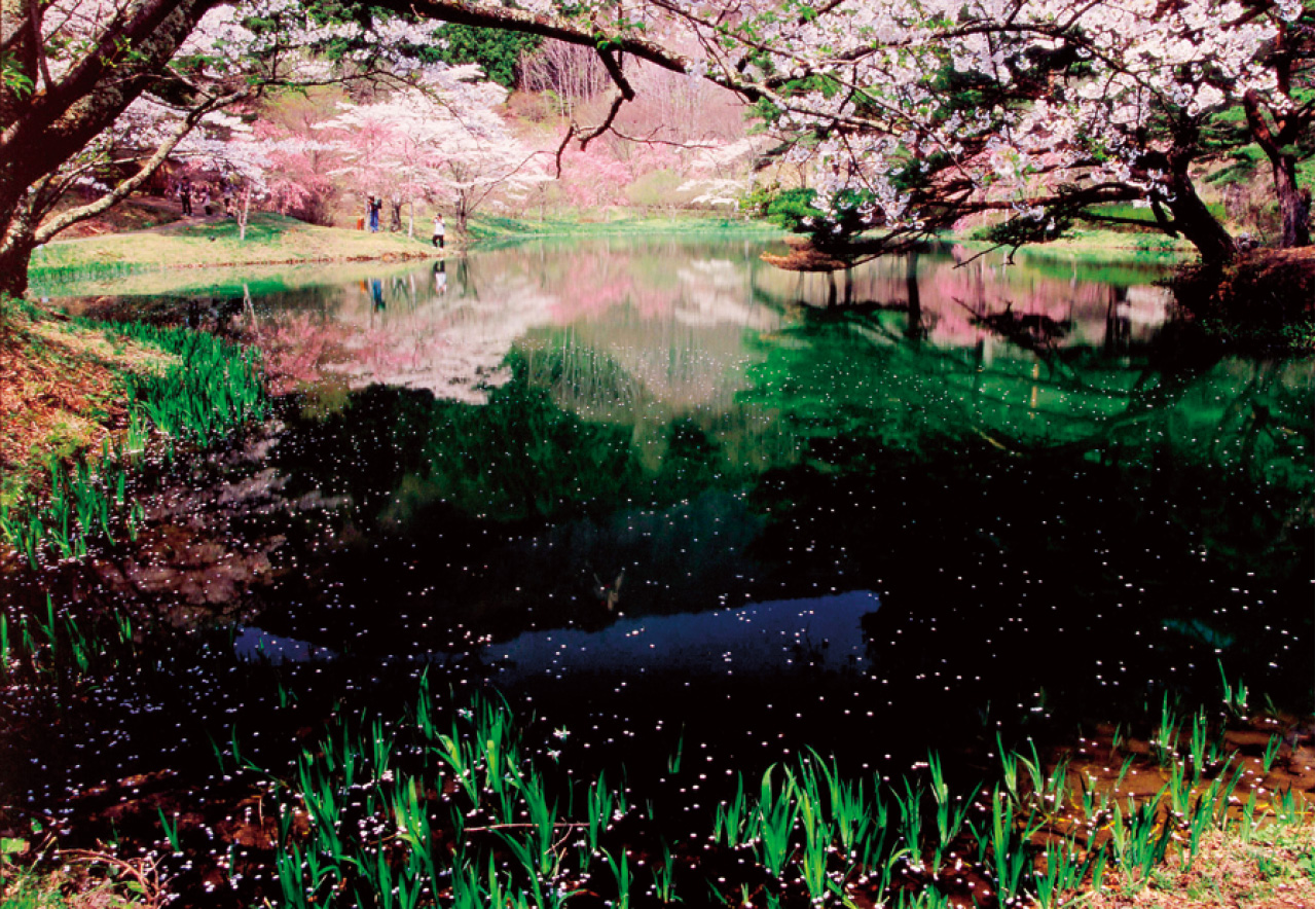 半田山自然公園 県北 桑折町 花の王国ふくしま