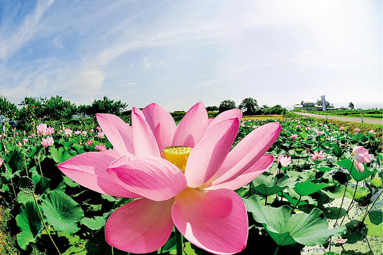 国見町の中尊寺ハス 県北 国見町 花の王国ふくしま