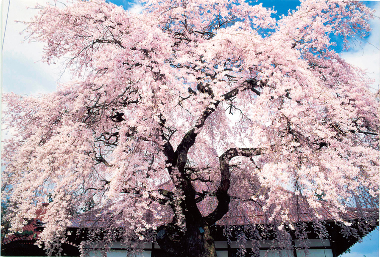 相応寺のしだれ桜 県北 大玉村 花の王国ふくしま