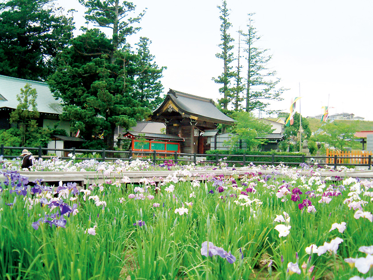 大鏑矢ふれあい公園の花菖蒲 県中 田村市 花の王国ふくしま 大鏑矢ふれあい公園の花菖蒲 県中 田村市 花の王国ふくしま