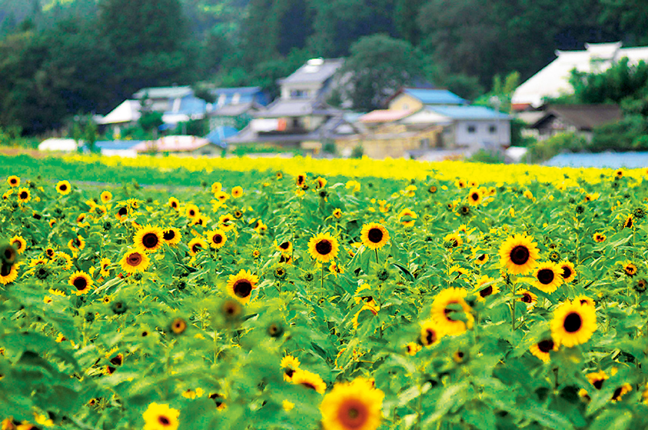 牧野のひまわり 県中 田村市 花の王国ふくしま