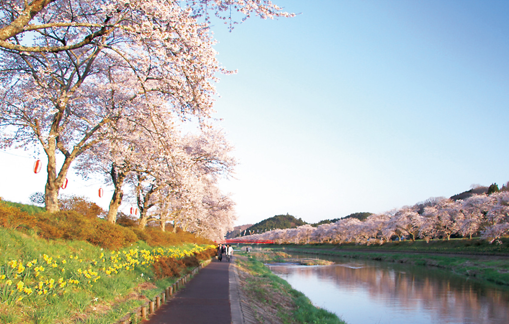 夏井千本桜 県中 小野町 花の王国ふくしま