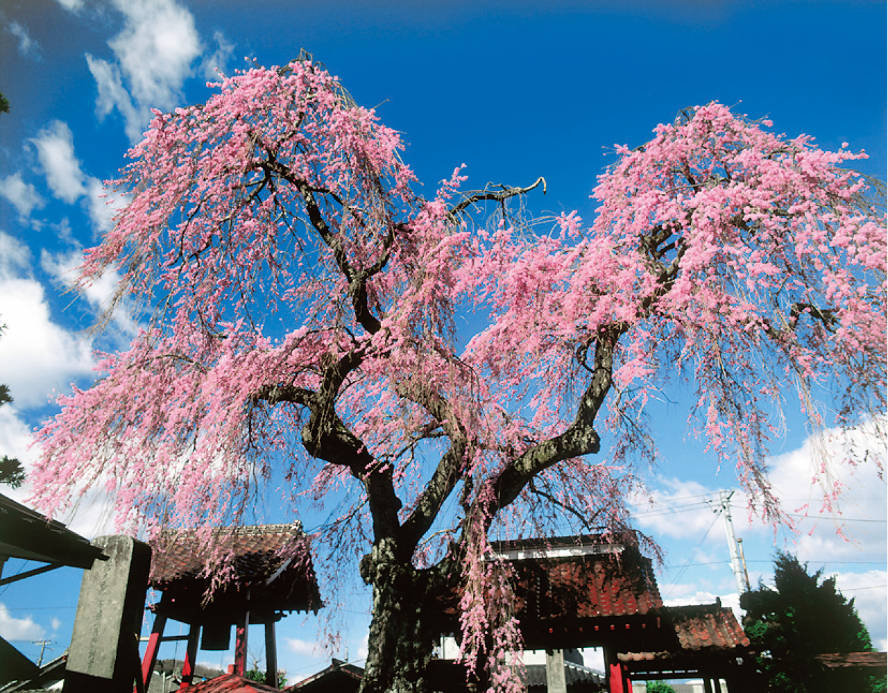 乙姫桜 県南 白河市 花の王国ふくしま