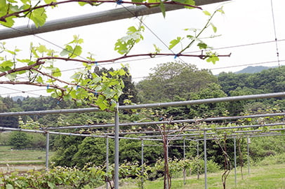 ふくしま農家の夢ワインで発酵体験作り手から醸造と発酵を学ぶ