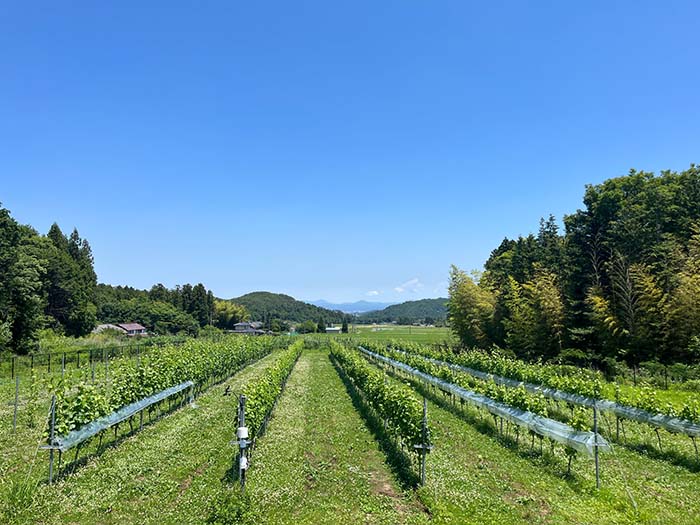 一般社団法人ふくしま逢瀬ワイナリー