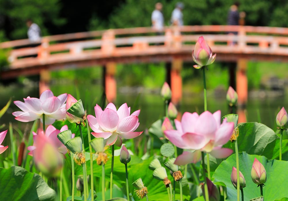 7月～8月は境内のハスの花が見頃を迎えます。