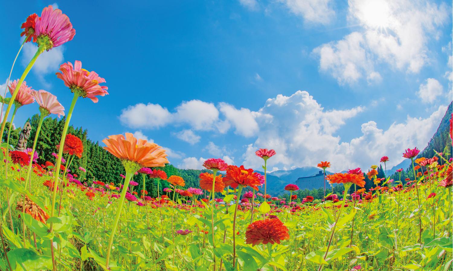 7月下旬~10月上旬に咲くジニア