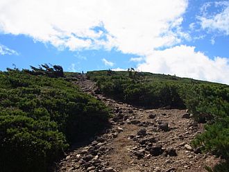 森が終わるともうすぐ山頂