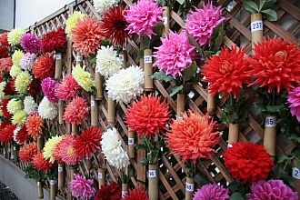 先日の切り花コンテスト展示中です。