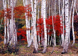 紅葉イメージ2（昭和村）