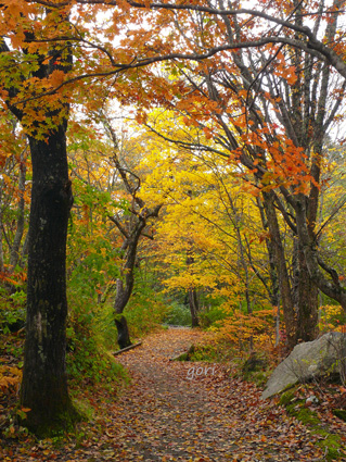 レンゲ沼近くの遊歩道