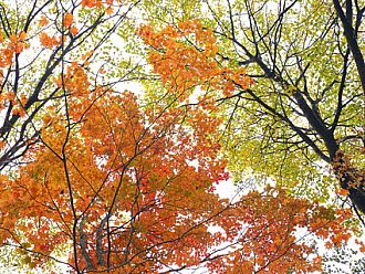 コハウチワカエデとヤマナラシの紅葉