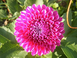 「シンデレラ」というダリア。かわいい名前。