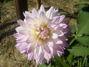 私の名前は「虹」といいます。