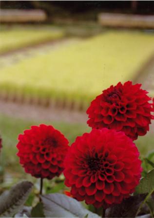 町民の花園の部「最優秀賞」作品