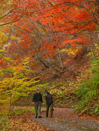 顔まで赤くなる美しい色付きの道