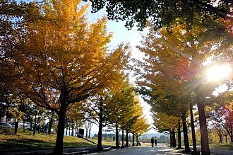 日差しが差し込み更に輝くイチョウ並木（10.27撮影）