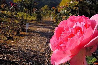 秋バラが綺麗な薔薇園（10.27撮影）