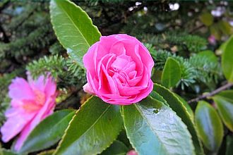 体育館近くで咲くツバキ（10.27撮影）