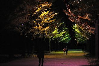 イチョウ並木ライトアップ（以前に撮影）