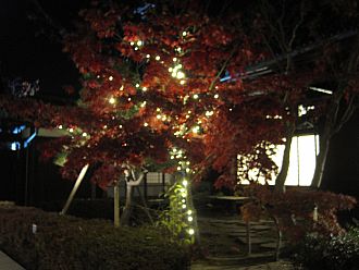 モミジの赤が映えます