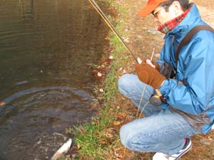 ヒレピンのレインボー