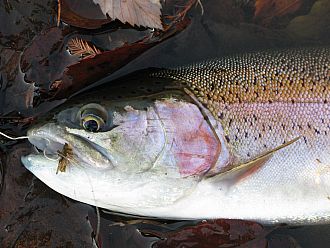 50ｃｍ級もヒットする。