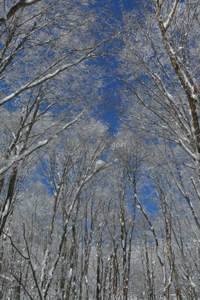 霧氷のブナの森を歩く