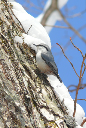 途中で出会ったゴジュウカラ