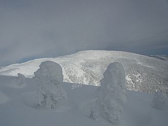 樹氷はしっかりと数も多くできています