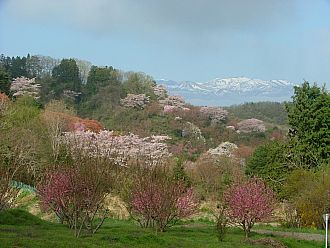 29日の花見山