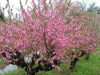 29日の花見山