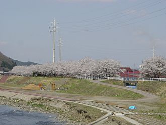 久慈川河川敷の桜