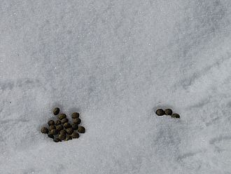 野うさぎの落し物